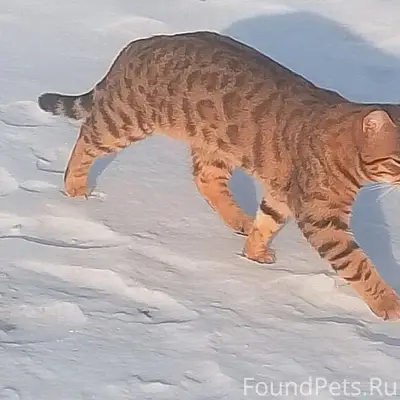 Пропал кот Тайсон, Песчаная улица