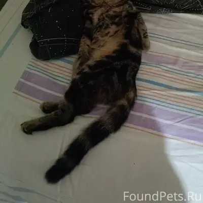 Пропала кошка,