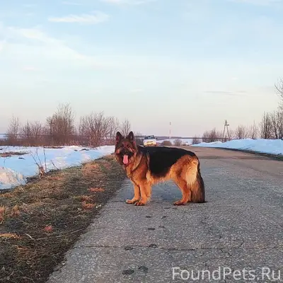Найден щенок, Малышка