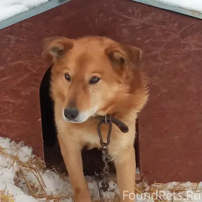 Пропал пёс, Ленинский район