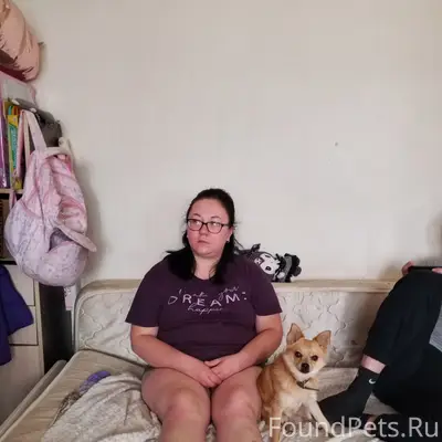 Пропала собака