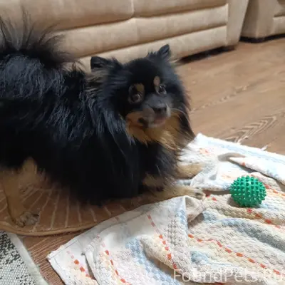 Найден шпиц, ищем хозяев