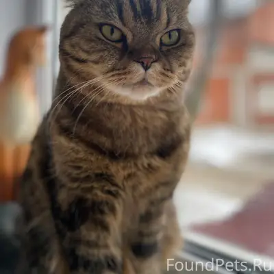 Пропал кот Ричи, Красный Яр