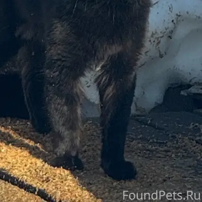 Пропал кот, Емва