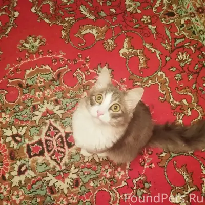 Пропал кот, район ул. Герцена