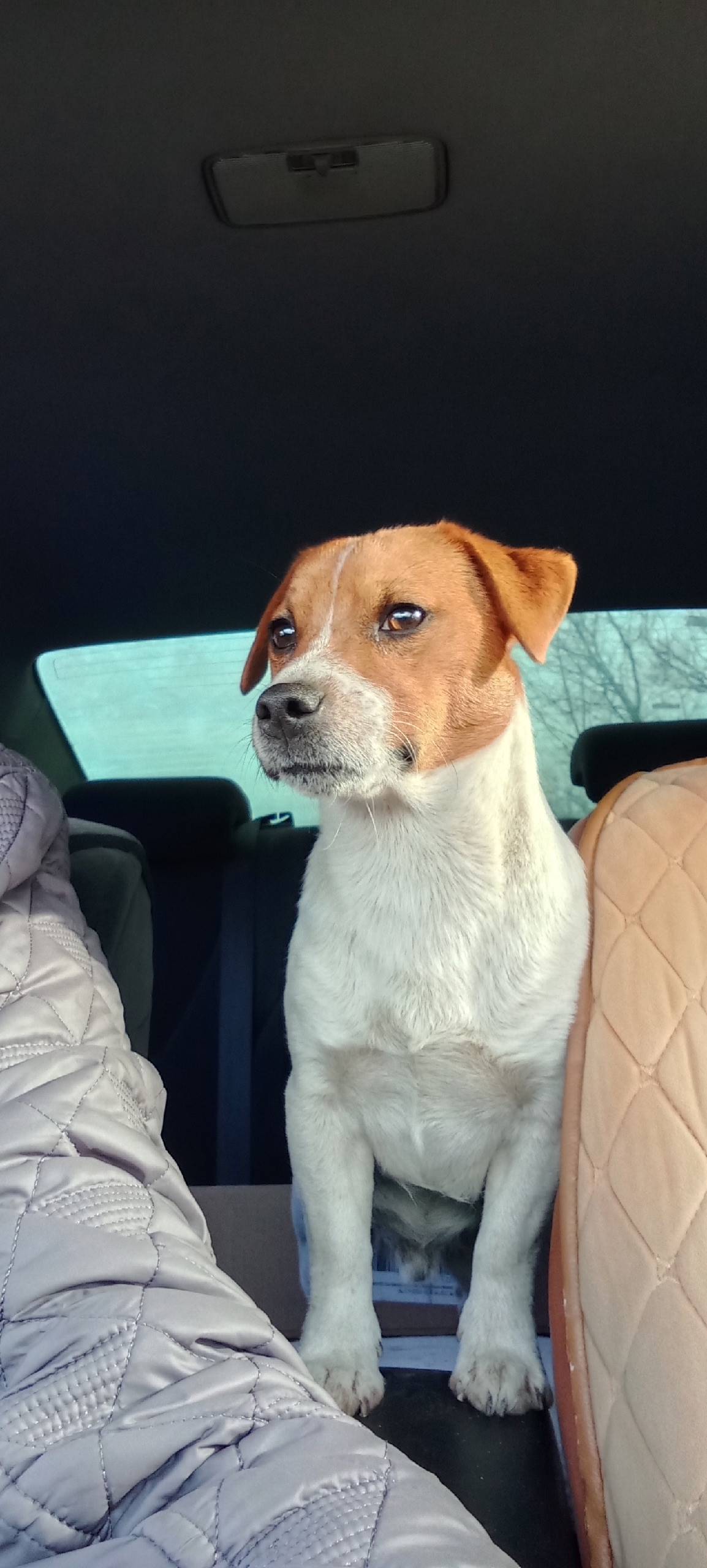 Пропал Джек Рассел терьер, район ж/д вокзала