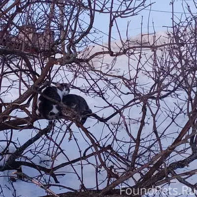 Найдены коты, серый кот в стрессе