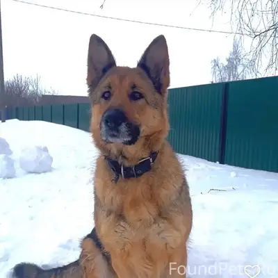 Пропала немецкая овчарка Рита, Ермоловка