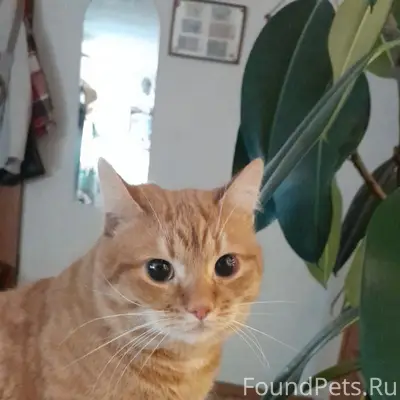 Пропал рыжий кот бобтейл 