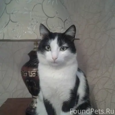 Пропал кот Стёпа