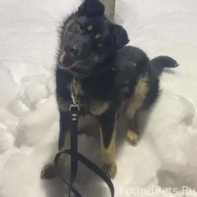 Найден щенок, центр Иглино