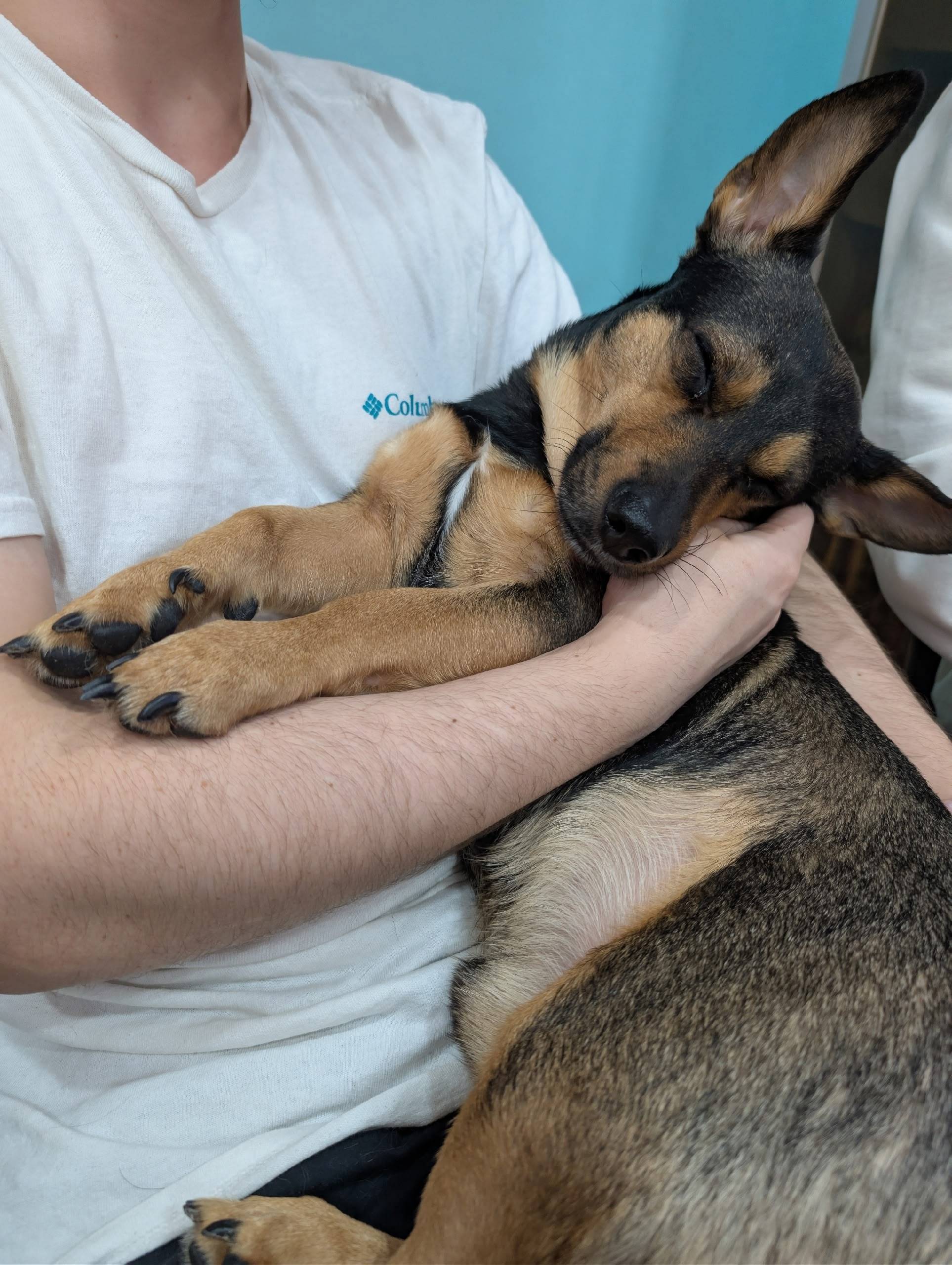 Пропал пёс Филя, Красноармейский район