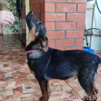 Найден щенок Бим, Кашира