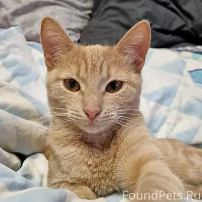 Найден рыжий котёнок, район Юго-Западного рынка