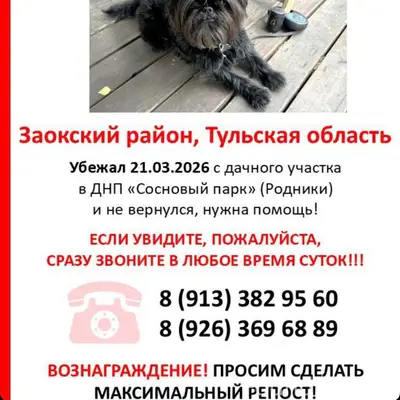 Пропала собака, Тула, Серпухов
