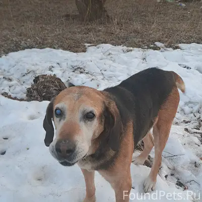 Пропала собака, место неизвестно
