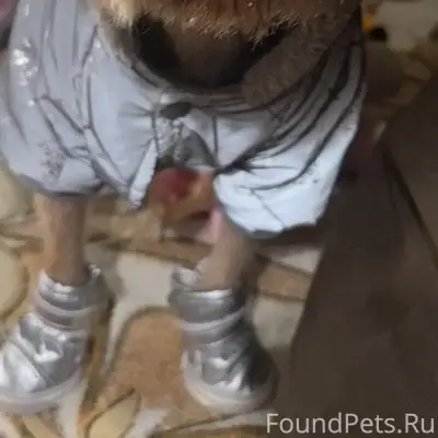 Пропал пёс Степа, район магазина «Южный»