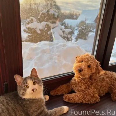 Пропал кот, Людиново