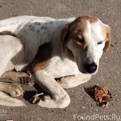 Найденна собака, улица Мира