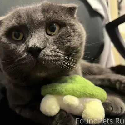 Пропал Шотландский вислоухий Тимофей, улица Обороны