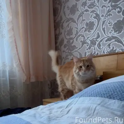 Пропал рыжий кот Ганс, Борисов