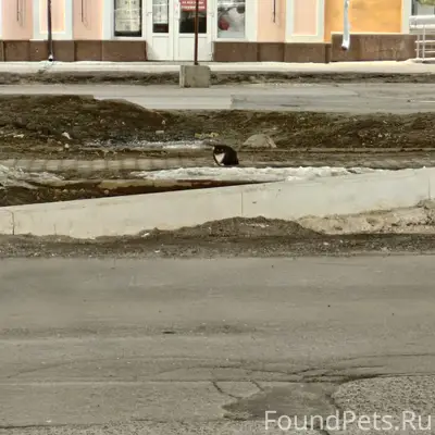 Найден кот, центр, ул. Мира