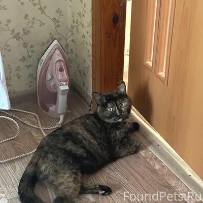 Пропала кошка Сима, село Писцово