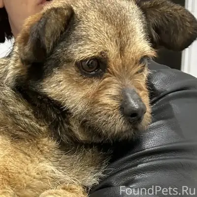 Найден маленький пёс, Сельмаш, Ростов-на-Дону