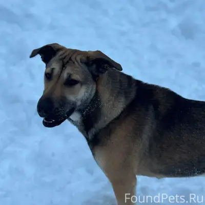 Пропала собака Альфа, Озеры