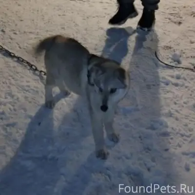 Пропал метис хаски Лорд, Мыски