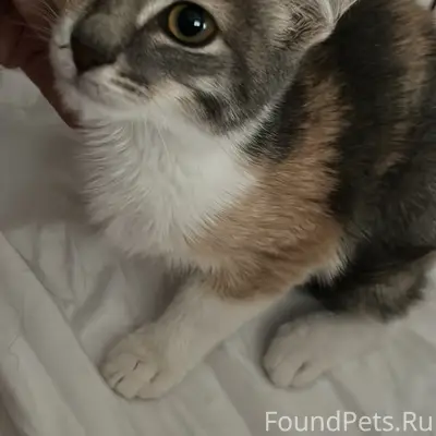 Пропала кошка