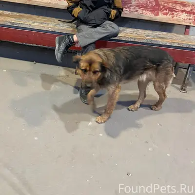 Найденна собака, Симферополь