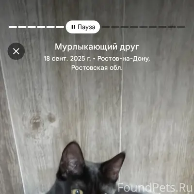 Пропала кошка Муся, район ул. Портовая