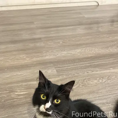 Пропал кот Иосиф, деревня Горяны