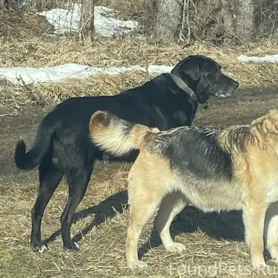 Найден кобель, чёрная собака с белым, Салтановка