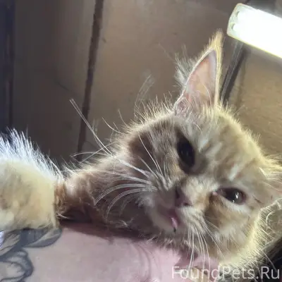 Найдена рыжая кошка, Западная, район 3 школы