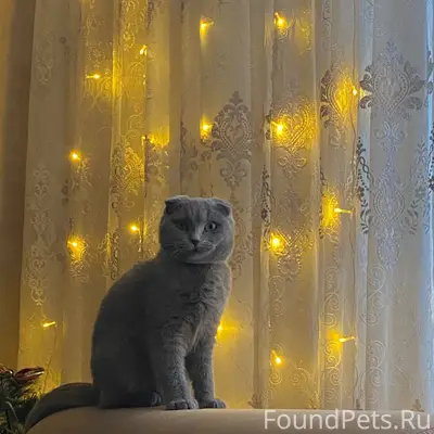 Пропала вислоухая шотландская Дейзи, Щигры