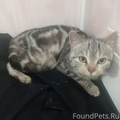 Найдена кошка, Нижнекамск