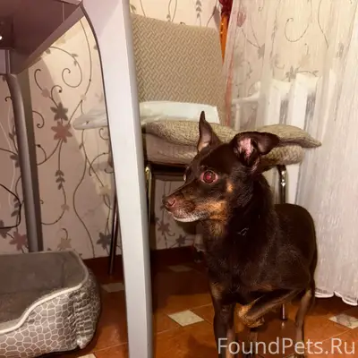 Найден той-терьер, р-н Доброе