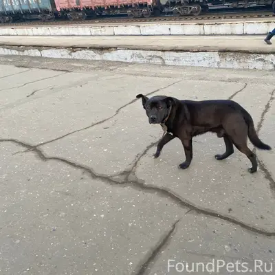 Пропал пёс, Александров