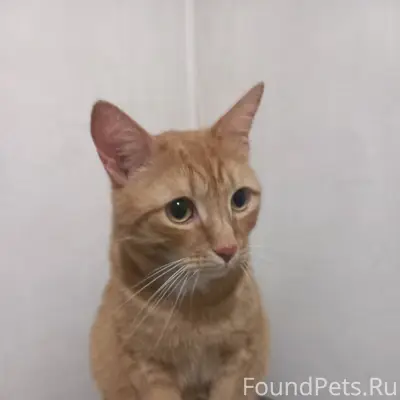 Найден кот, Черняховского 32