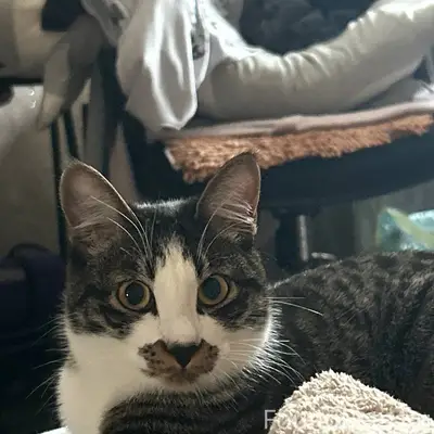 Пропал кот по кличке Эскель