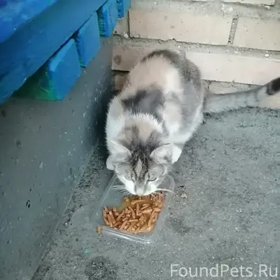 Найдена кошка, Менделеево