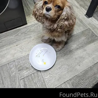 Пропал американский кокер, шлюзовская улица — романовское шоссе