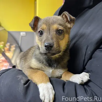 Найден щенок-мальчик, Берёзки