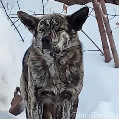 Найден домашний пёс, нуждается в помощи