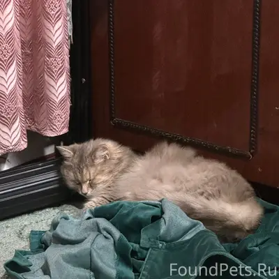 Пропала кошка,