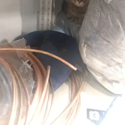 Найдена кошка, Санкт-Петербург