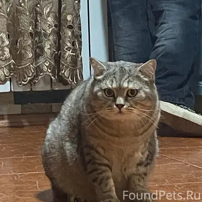Пропал котик Сава, Крюкова 16