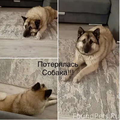 Пропал Лаки, Усолье